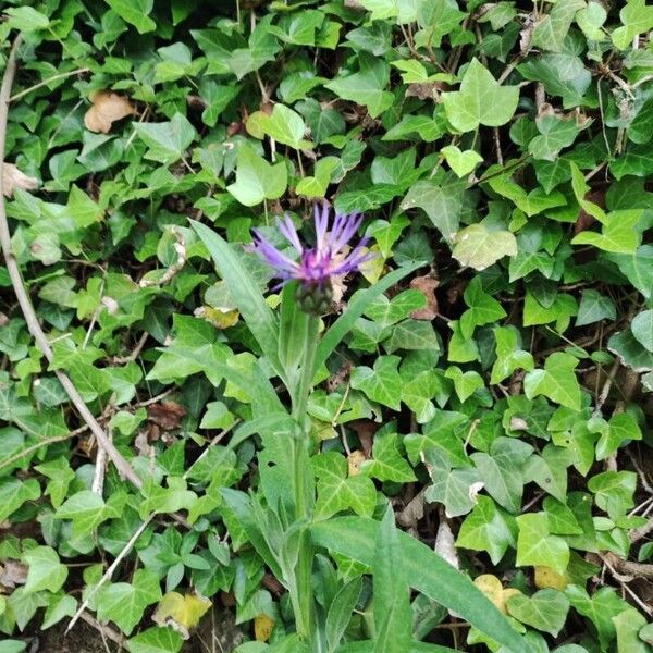 Centaurea triumfettii 叶