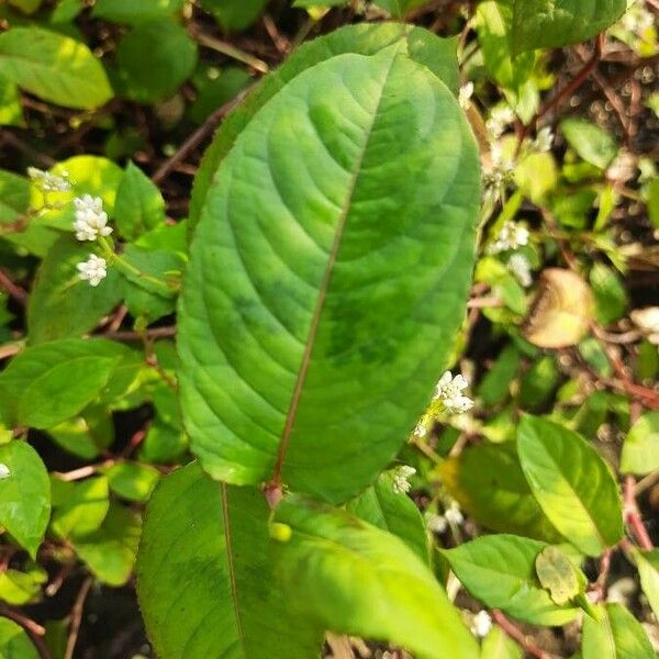 Persicaria chinensis Folha