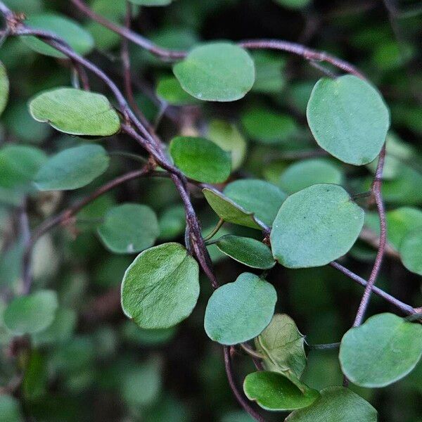 Muehlenbeckia complexa Ліст