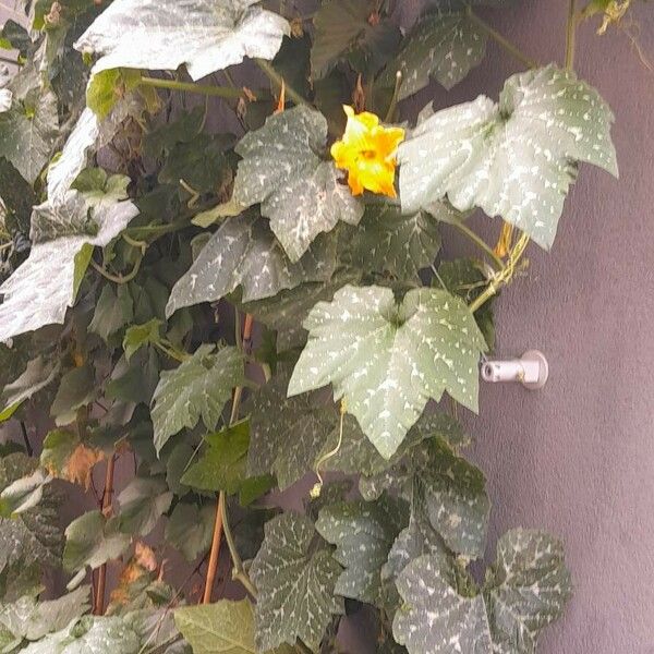 Cucurbita moschata 整株植物