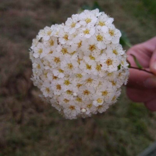 Achillea crithmifolia Flower