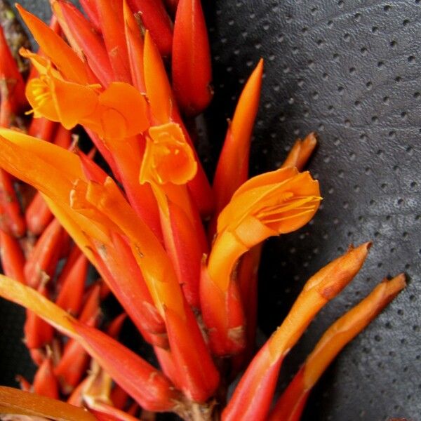 Pitcairnia brittoniana Flower