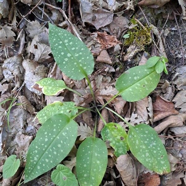 Pulmonaria officinalis Frunză