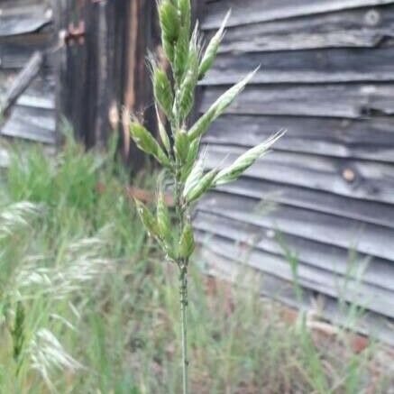 Bromus hordeaceus Flower