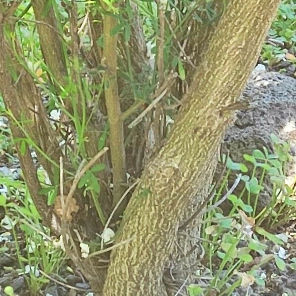 Chamaecytisus prolifer Bark