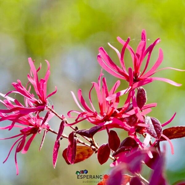 Loropetalum chinense Blomma