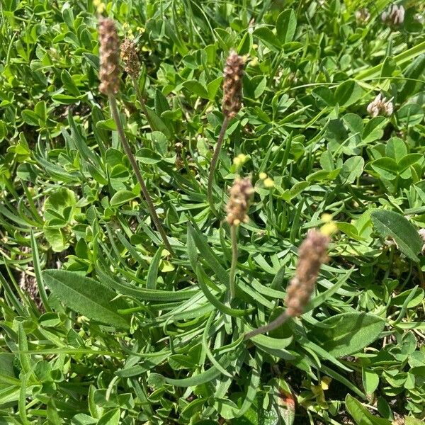 Plantago alpina عادت