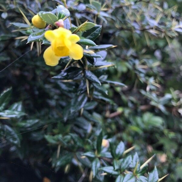 Berberis darwinii 花