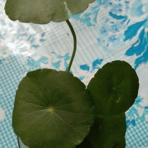 Hydrocotyle umbellata Leaf