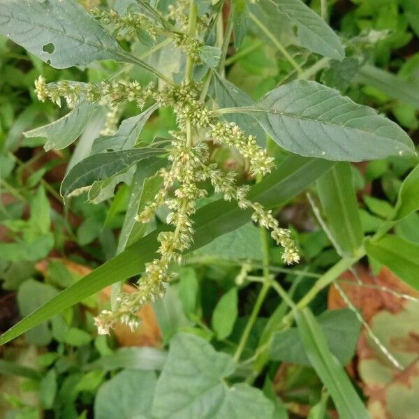 Amaranthus spinosus Flors