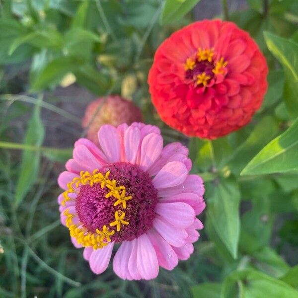 Zinnia elegans Flor