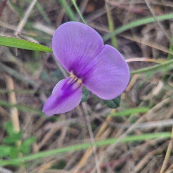 Vigna frutescens फूल