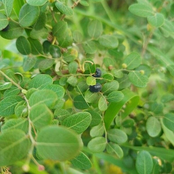 Phyllanthus reticulatus Leaf