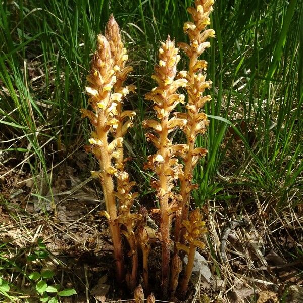 Orobanche lutea Habitat