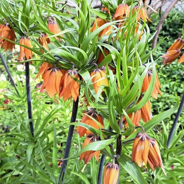 Fritillaria imperialis Λουλούδι