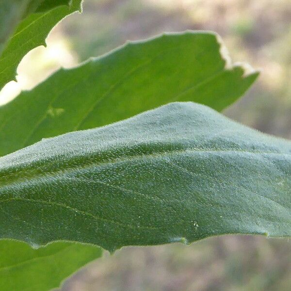 Lepidium draba 葉