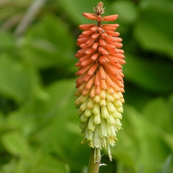 Kniphofia uvaria Flower