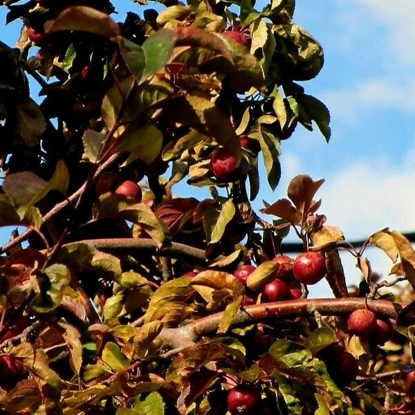 Crataegus persimilis Fruit