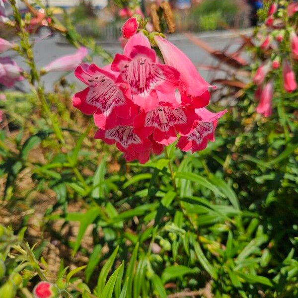 Penstemon hartwegii Blodyn