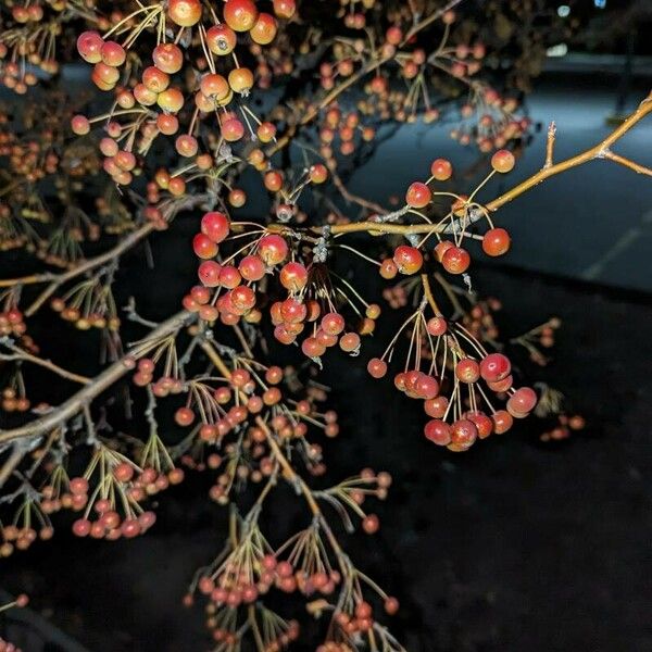 Malus toringo फल