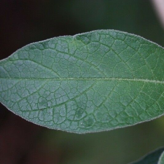 Solanum mauritianum Levél