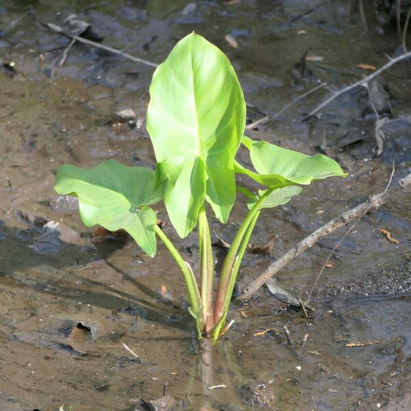 Peltandra virginica Feuille