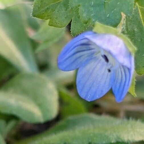 Veronica persica Flower