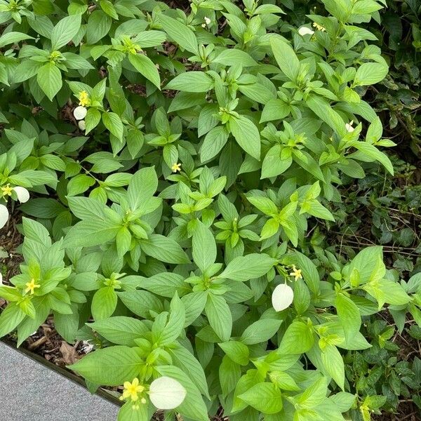 Mussaenda glabra पत्ता