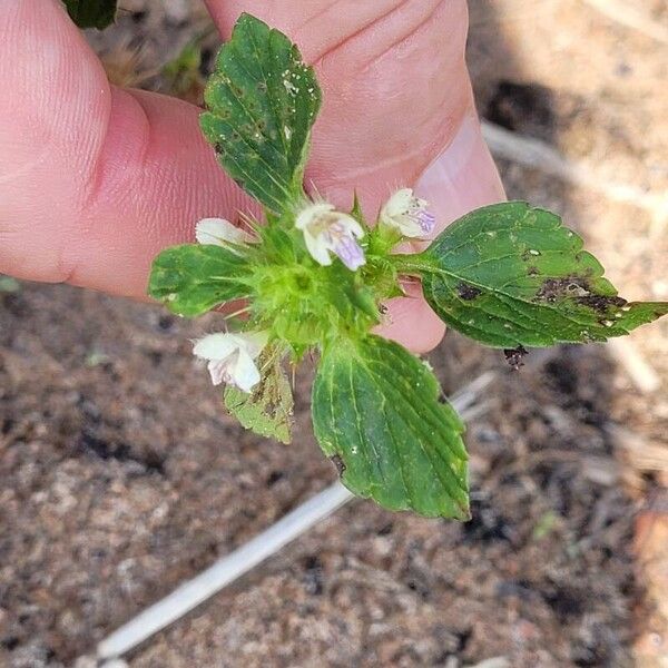 Galeopsis bifida Leaf