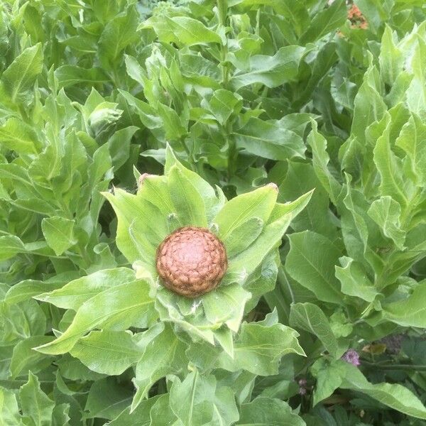 Centaurea macrocephala 葉