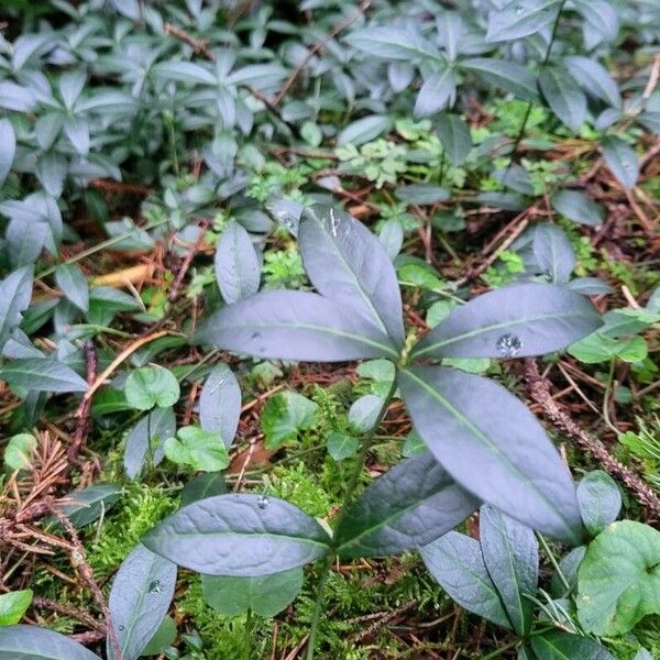 Vinca minor Leaf