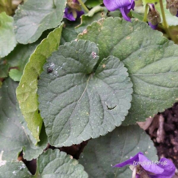 Viola odorata Лист