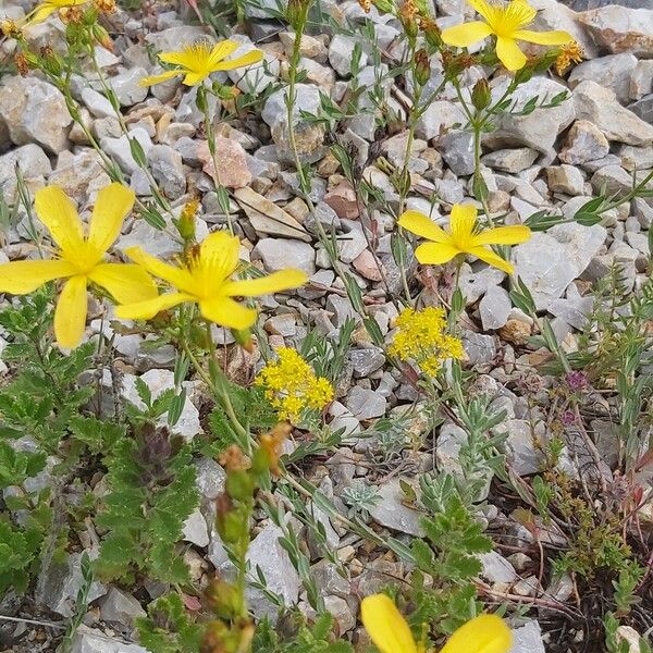 Hypericum linarioides Buveinė