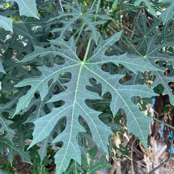 Cnidoscolus aconitifolius Blatt