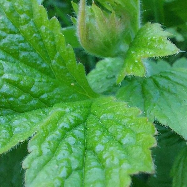 Geum macrophyllum Leaf