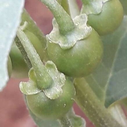 Solanum americanum Fruit