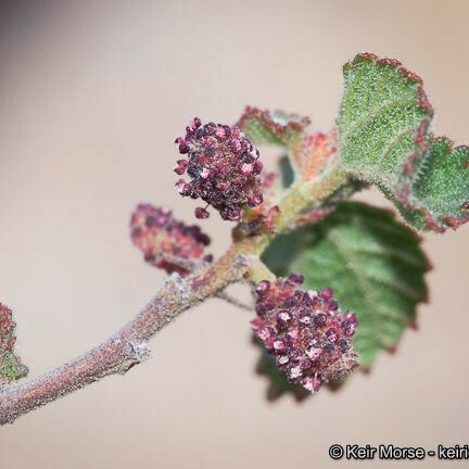 Acalypha californica ফুল