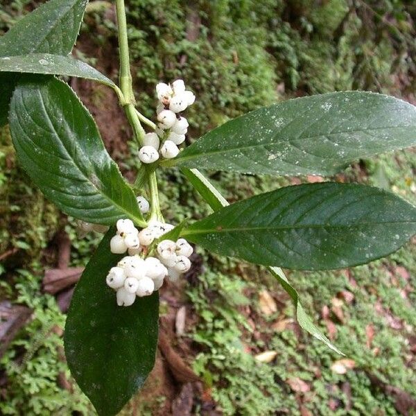 Hedyosmum scaberrimum