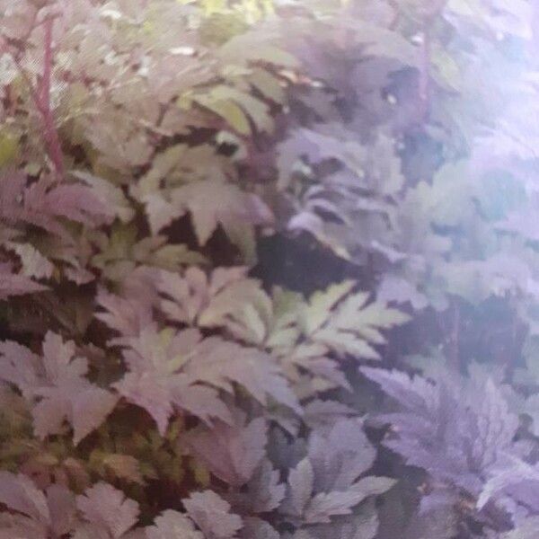 Actaea simplex