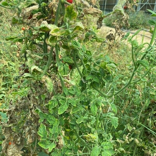 Solanum lycopersicum Hábito