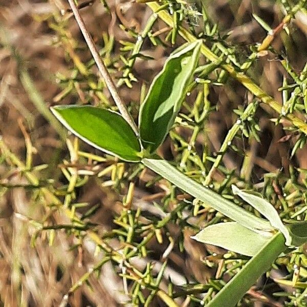 Lathyrus tingitanus Leaf