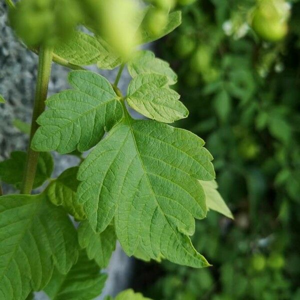 Cardiospermum grandiflorum ഇല