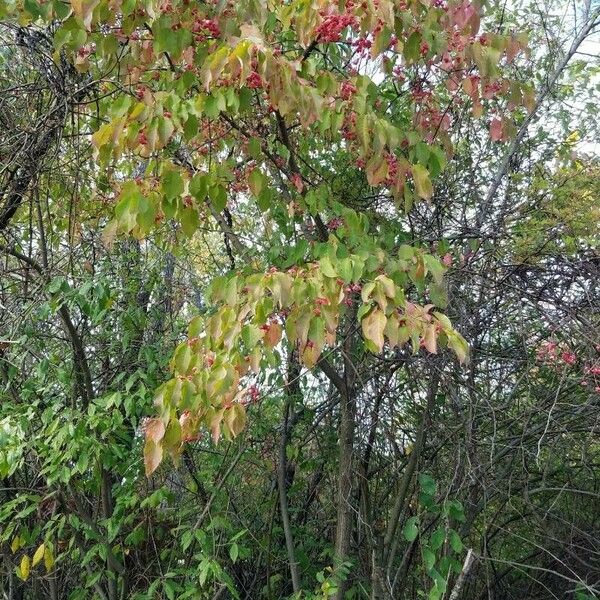 Euonymus atropurpureus عادت