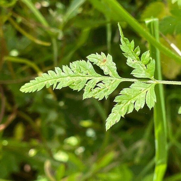 Torilis japonica Blatt