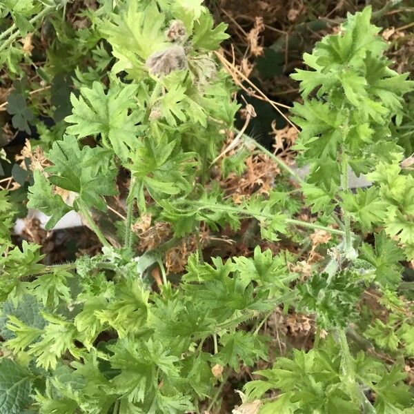 Pelargonium alternans