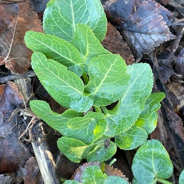 Opopanax chironium Leaf