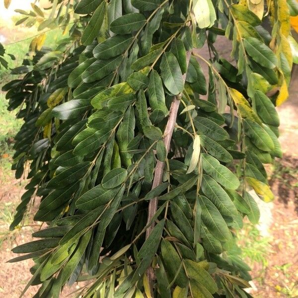 Senna petersiana Leaf