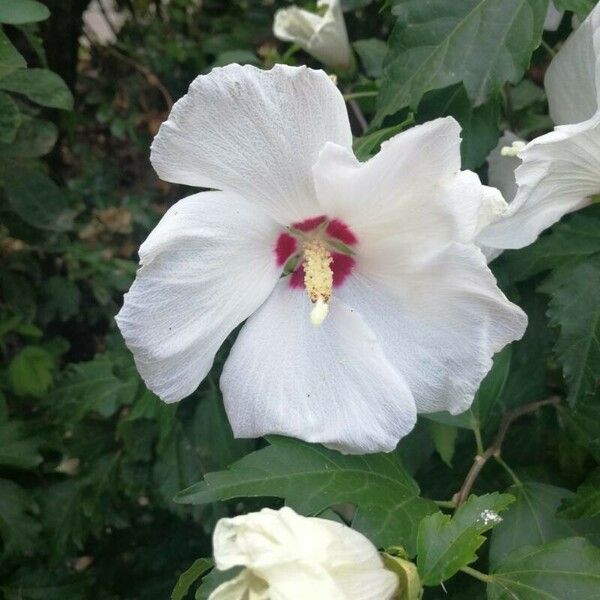 Hibiscus syriacus Blodyn