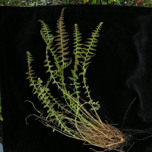 Polystichum shensiense