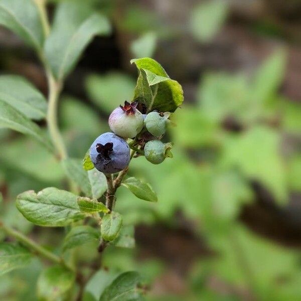 Vaccinium angustifolium 果實